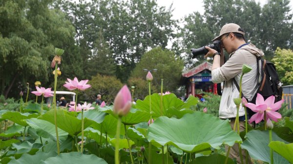 德益配资 北京荷花文化节开幕，京冀两地300多种荷花莲花池公园争艳